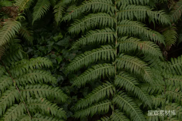 高清摄影 茂盛的蕨类植物