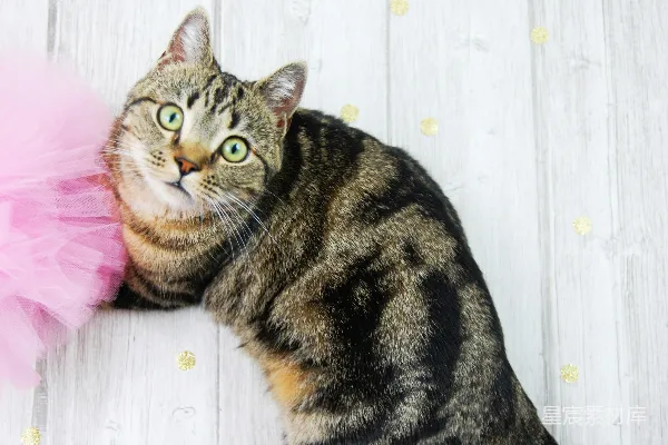 高清摄影 萌宠：穿粉色纱裙的小猫