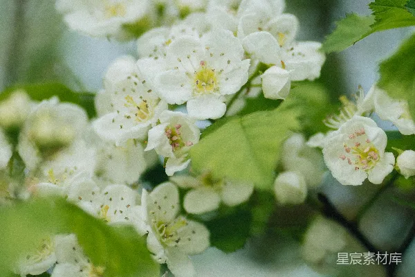 高清摄影 清新自然的白色花朵