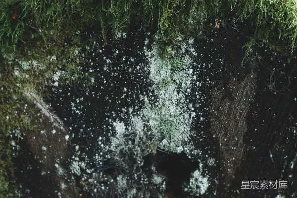 高清摄影 青苔覆盖的岩石