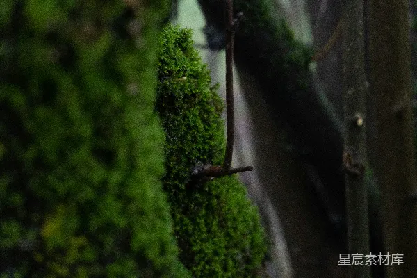 高清摄影 苔藓覆盖的树枝