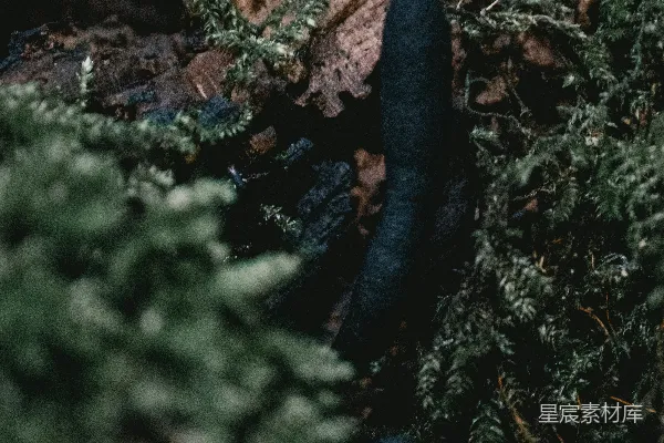 高清摄影 森林中的神秘生物