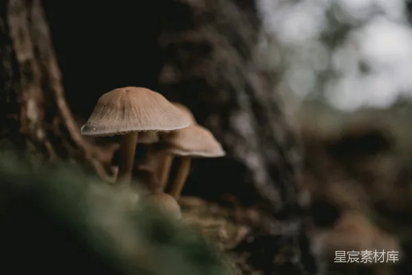 高清摄影 森林中的神秘蘑菇