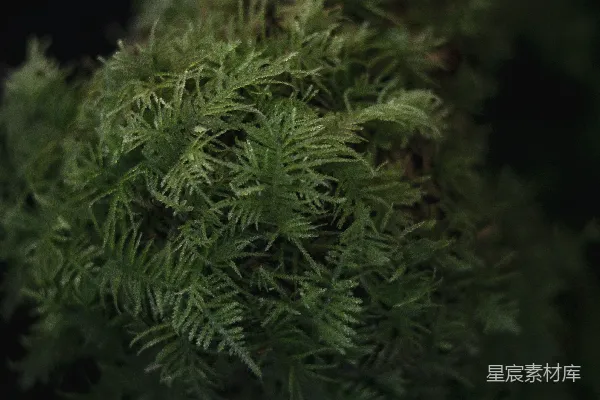 高清摄影 夜色中的苔藓