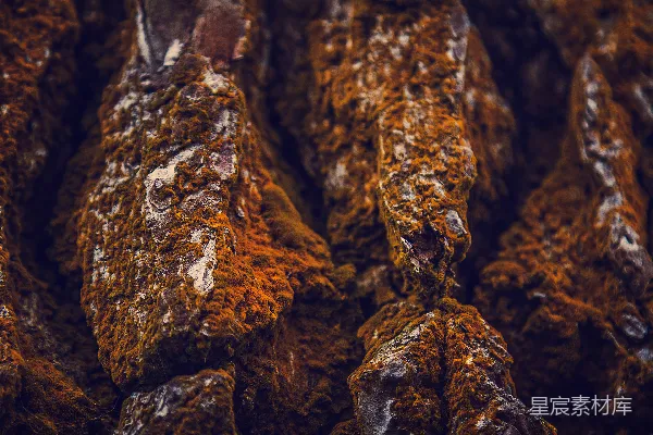 高清摄影 岩石上的苔藓