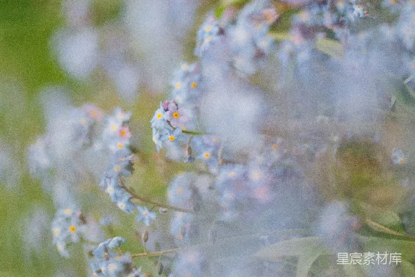 高清摄影 雾中蓝花