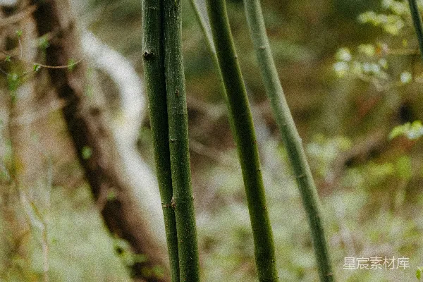 高清摄影 竹林中的绿色线条