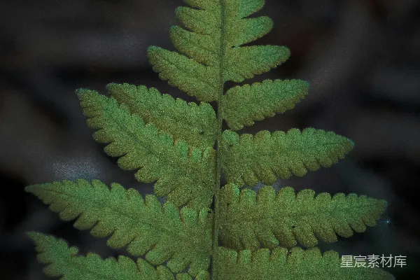 高清摄影 蕨类植物特写