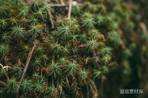 高清摄影 青苔的细密纹理