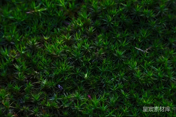 高清摄影 绿色苔藓的自然纹理