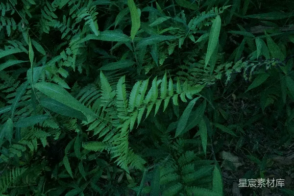 高清摄影 幽暗森林中的蕨类植物