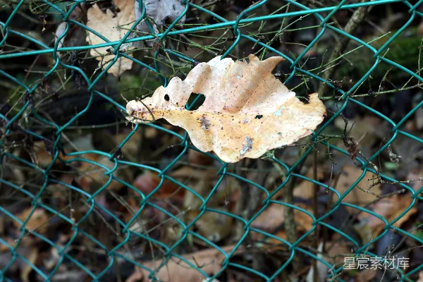 高清摄影 枯叶与铁丝网
