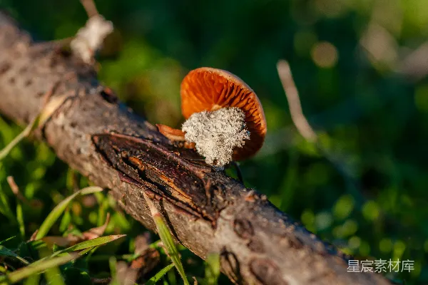高清摄影 自然中的小蘑菇