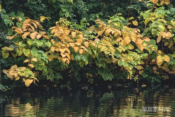 高清摄影 秋日湖畔的静谧景色