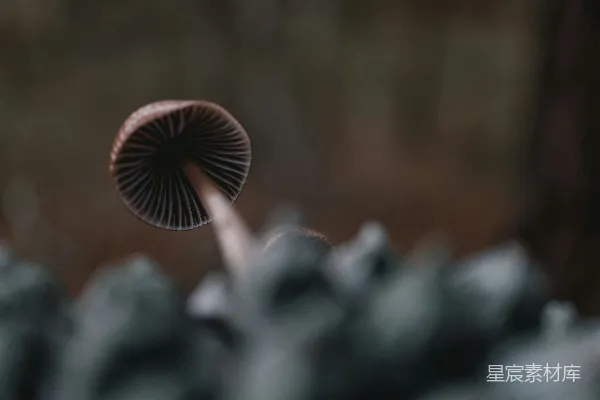 高清摄影 森林中的蘑菇