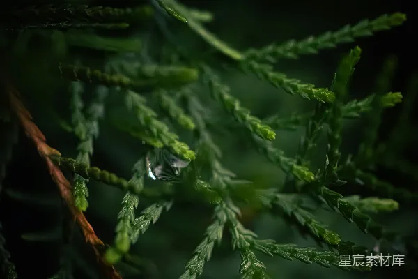 高清摄影 雨后松针