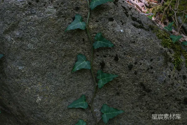 高清摄影 岩石上的常春藤
