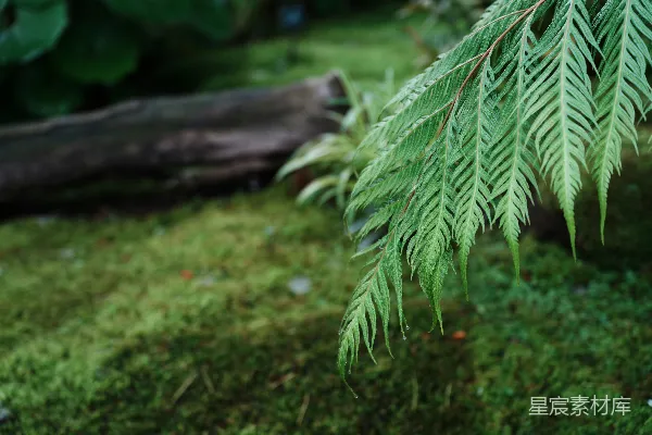 高清摄影 雨后蕨类植物