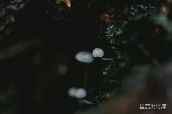 高清摄影 森林中的神秘小蘑菇