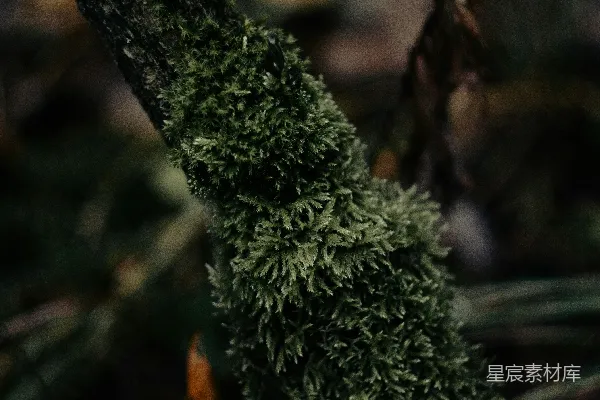 高清摄影 青苔覆盖的树枝
