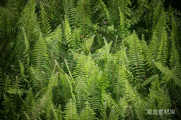 高清摄影 生机勃勃的蕨类植物