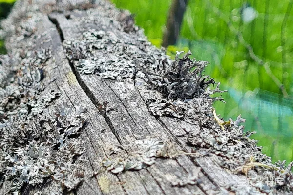 高清摄影 苔藓覆盖的木板特写