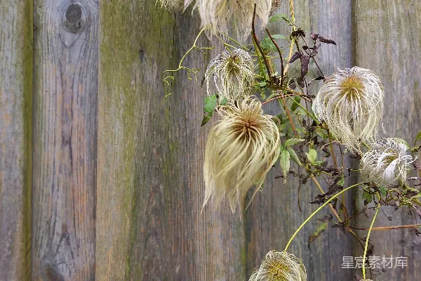 高清摄影 枯萎的藤蔓花与木墙