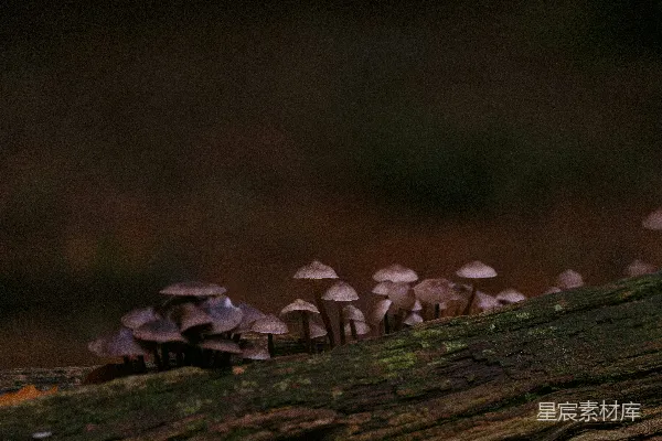 高清摄影 森林中的蘑菇群