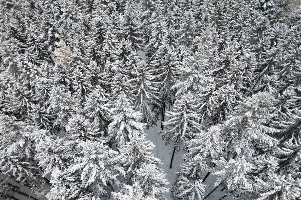 高清摄影 冬日雪景中的松树林