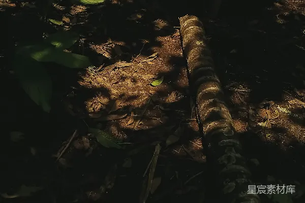 高清摄影 森林地面上的枯树枝