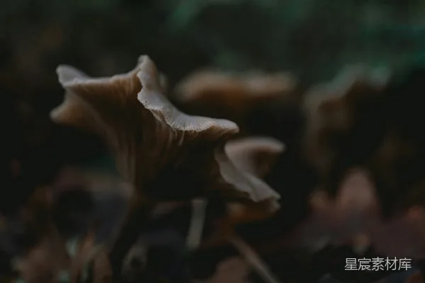 高清摄影 森林中的蘑菇