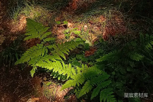 高清摄影 森林中的蕨类植物