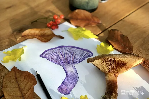 高清摄影 秋日蘑菇手绘与现实对比