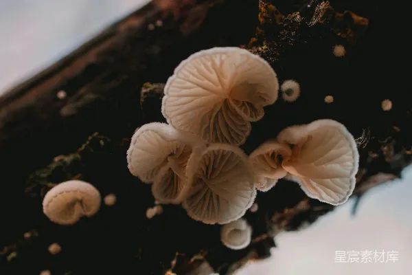 高清摄影 森林中的神秘蘑菇