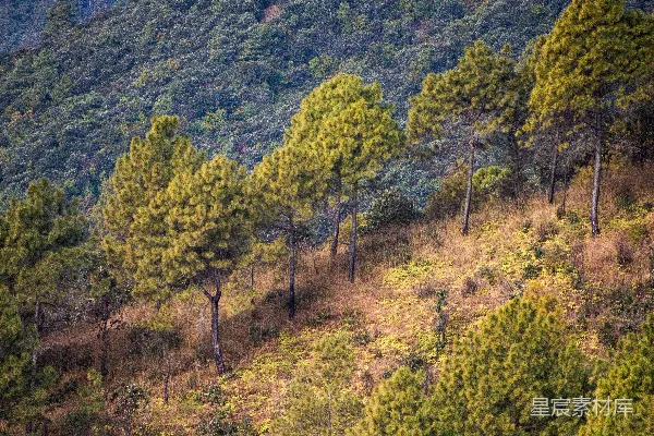 高清摄影 秋日山林