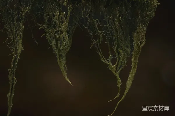 高清摄影 悬挂的苔藓