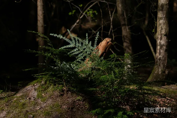 高清摄影 森林中的新生枝条