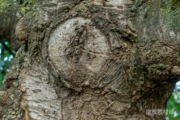 高清摄影 树干上的鹿形雕刻