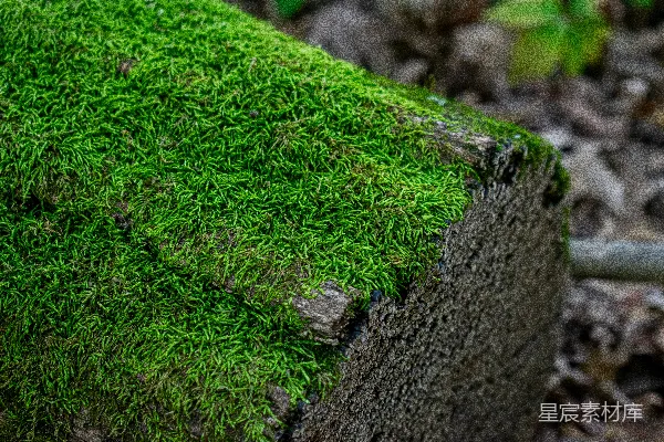 高清摄影 绿意盎然的苔藓覆盖的岩石