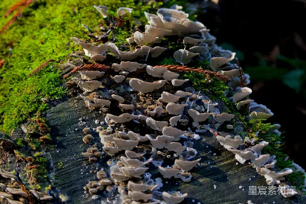 高清摄影 森林中的蘑菇与苔藓