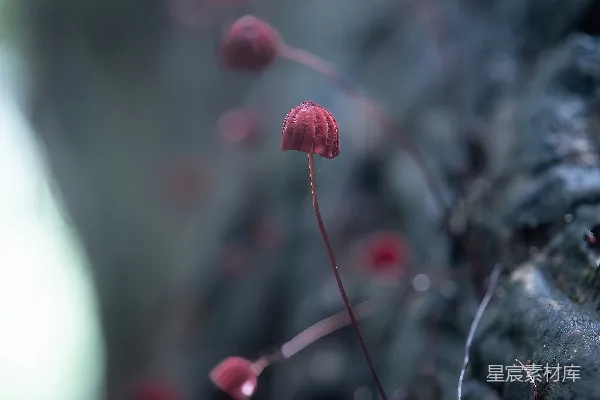 高清摄影 森林中的神秘蘑菇