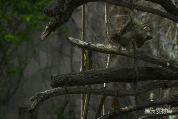 高清摄影 废弃的树枝结构