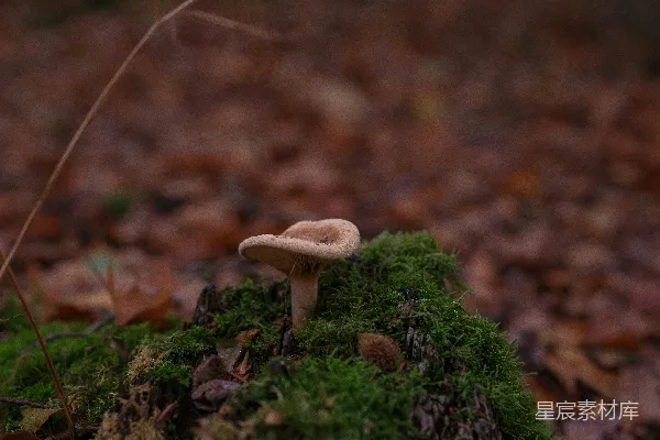高清摄影 森林中的小蘑菇