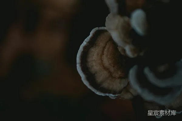 高清摄影 深邃的蘑菇