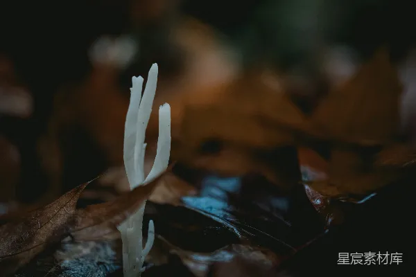 高清摄影 森林地上的白色蘑菇