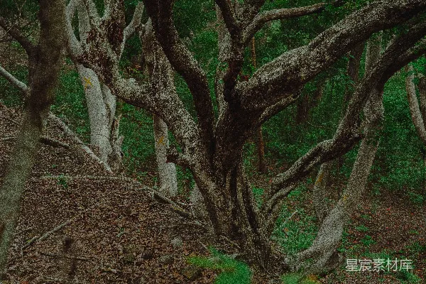 高清摄影 古树深林