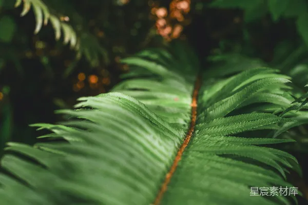 高清摄影 绿意盎然的蕨类植物