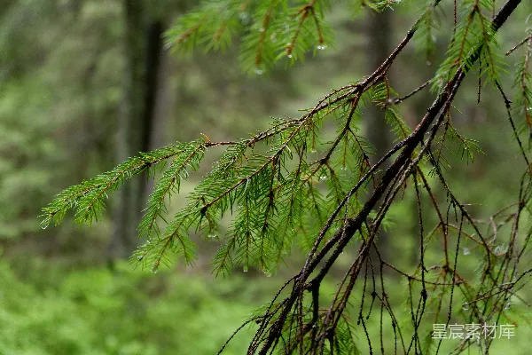高清摄影 雨后松枝的清新自然