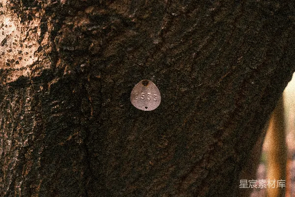 高清摄影 树上的金属标记牌