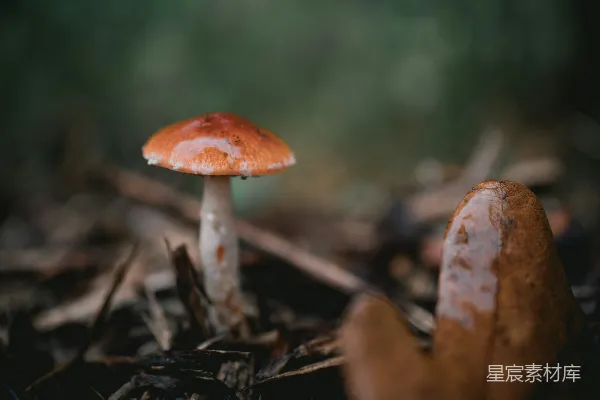 高清摄影 森林中的小蘑菇